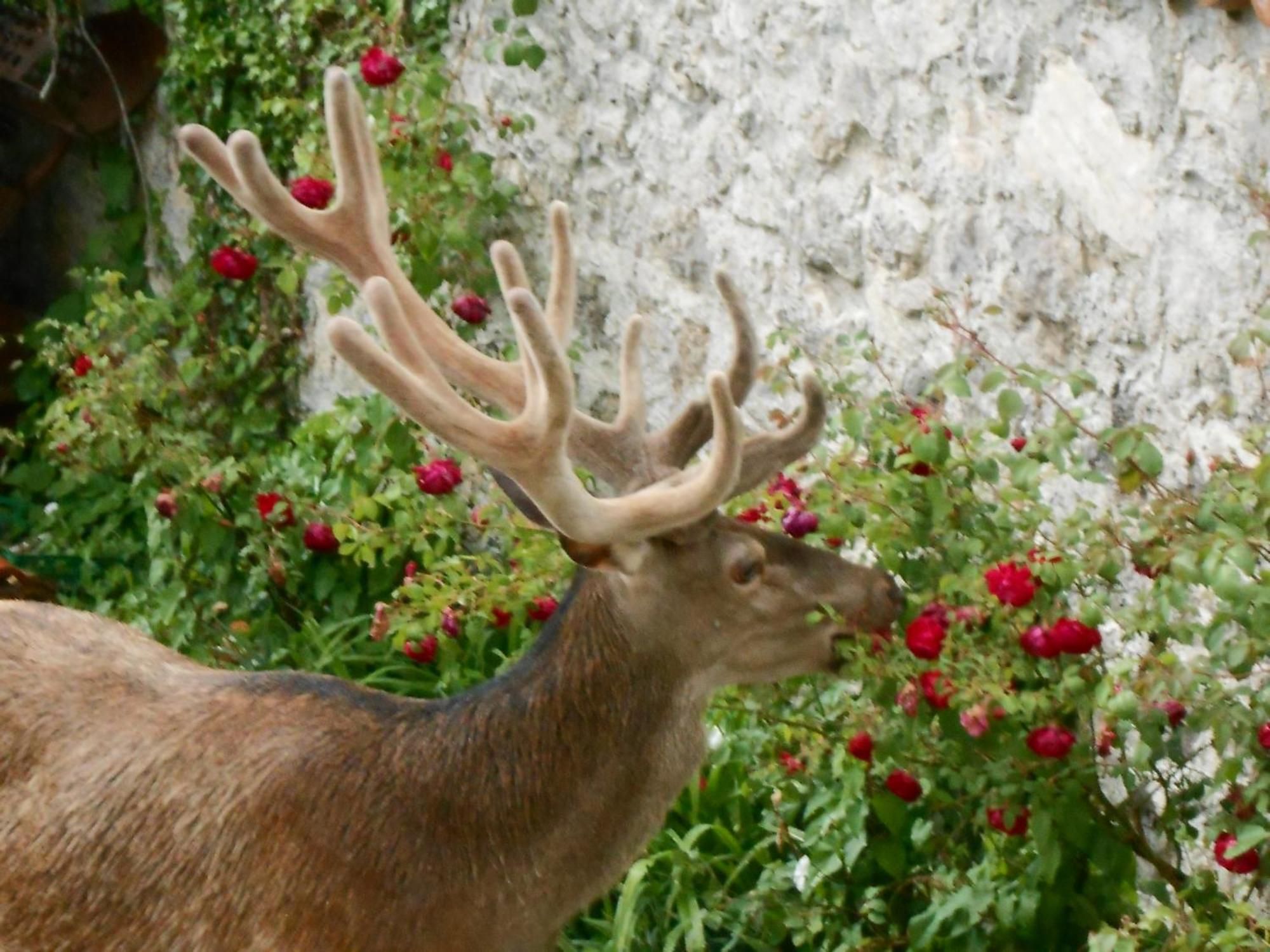 Bed & Breakfast De Contra Bed and Breakfast Villetta Barrea Esterno foto